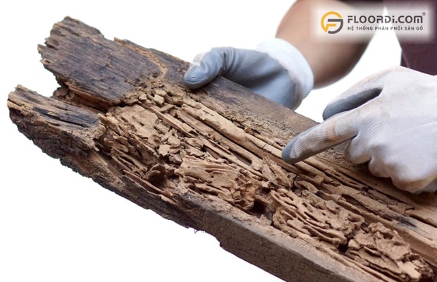 Chất cellulose trong gỗ là món ăn khoái khẩu của loài mối