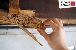 Cách xử lý gỗ chống mối mọt